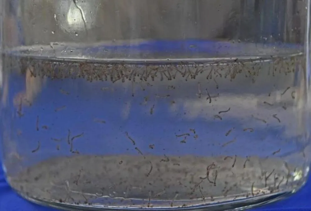 Saúde faz alerta para cuidados com a dengue e a chikungunya em MS