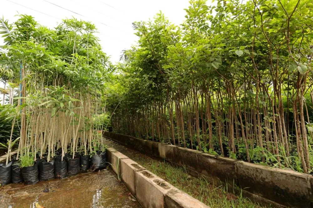 Prefeitura de Dourados incentiva projetos de arborização e recuperação ambiental